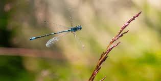Attēlu rezultāti vaicājumam “Coenagrion armatum male”