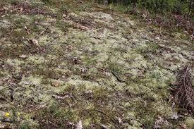 Attēlu rezultāti vaicājumam “Racomitrium canescens sporophyte”