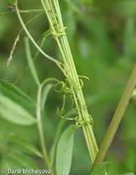 Attēlu rezultāti vaicājumam “Vicia angustifolia leaf”