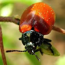 Attēlu rezultāti vaicājumam “Chrysomela populi”