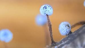 Attēlu rezultāti vaicājumam “Didymium proximum macro”