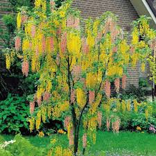 Attēlu rezultāti vaicājumam “Laburnum”