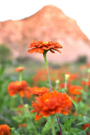 Image result for Zinnia elegans