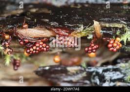 Attēlu rezultāti vaicājumam “Metatrichia floriformis stalked”