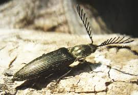 Attēlu rezultāti vaicājumam “Ctenicera pectinicornis”