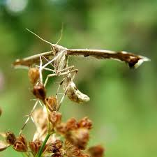 Attēlu rezultāti vaicājumam “Platyptilia sp.”