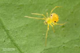 Attēlu rezultāti vaicājumam “Theridiidae”
