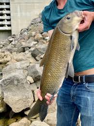 Image result for Ictiobus niger