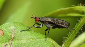 Attēlu rezultāti vaicājumam “Coremacera marginata”