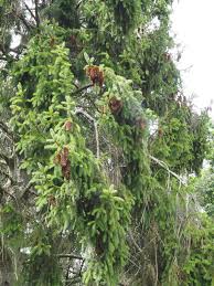 Attēlu rezultāti vaicājumam “Picea abies fo. virgata leaf”