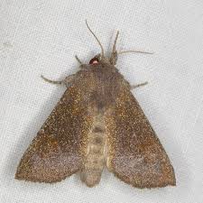 Attēlu rezultāti vaicājumam “Mythimna flammea”