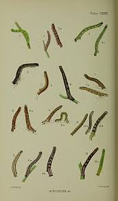 Attēlu rezultāti vaicājumam “Epirrhoe tristata imago”