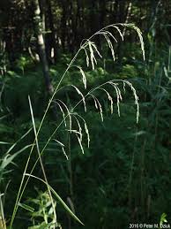 Attēlu rezultāti vaicājumam “Cinna latifolia fruit”