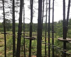 Image result for The Go Ape Experience (Delamere Forest)