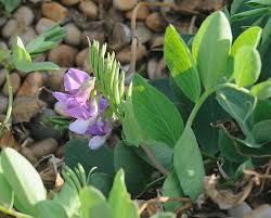 Attēlu rezultāti vaicājumam “Lathyrus japonicus subsp. maritimus”