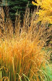 Attēlu rezultāti vaicājumam “Molinia caerulea fruit”