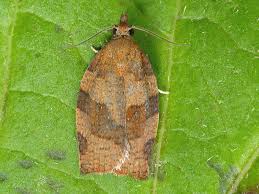 Attēlu rezultāti vaicājumam “Pandemis”