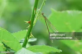 Attēlu rezultāti vaicājumam “Chalcolestes viridis”