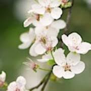 Attēlu rezultāti vaicājumam “Prunus cerasifera var. divaricata”