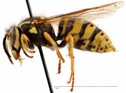 Attēlu rezultāti vaicājumam “Hoplia parvula imago”