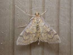 Attēlu rezultāti vaicājumam “Anania stachydalis”