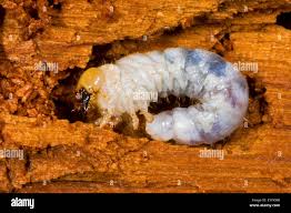 Attēlu rezultāti vaicājumam “Ceruchus chrysomelinus”