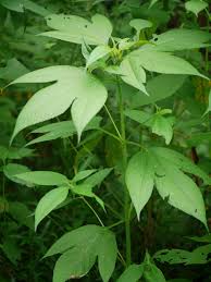 Attēlu rezultāti vaicājumam “Ambrosia artemisiifolia leaf”