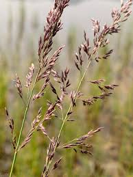 Attēlu rezultāti vaicājumam “Agrostis stolonifera subsp. straminea”