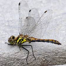 Attēlu rezultāti vaicājumam “Sympetrum danae”