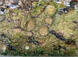 Attēlu rezultāti vaicājumam “Melanohalea exasperata”