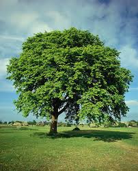 Attēlu rezultāti vaicājumam “Ulmus glabra”