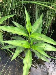 Attēlu rezultāti vaicājumam “Persicaria lapathifolia leaf”
