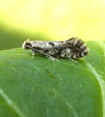 Attēlu rezultāti vaicājumam “Nemapogon cloacella”