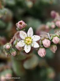 Attēlu rezultāti vaicājumam “Sedum pallidum bud”