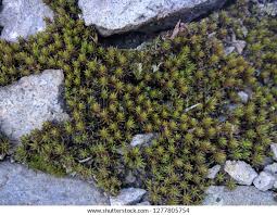 Attēlu rezultāti vaicājumam “Polytrichum piliferum”