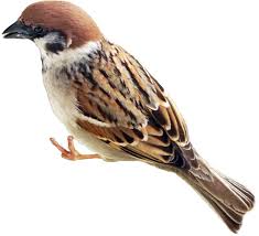 Image result for Passer montanus