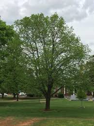 Attēlu rezultāti vaicājumam “Tilia americana”