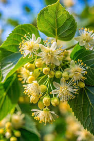 Attēlu rezultāti vaicājumam “Tilia platyphyllos subsp. cordifolia flower”