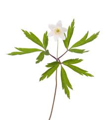 Attēlu rezultāti vaicājumam “Anemone nemorosa leaf”