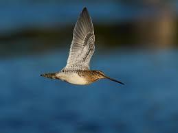 Image result for Gallinago gallinago