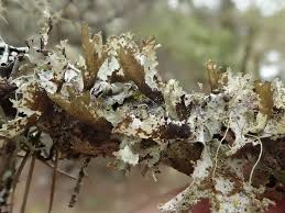 Attēlu rezultāti vaicājumam “Platismatia glauca”