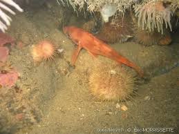 Image result for Sebastes fasciatus