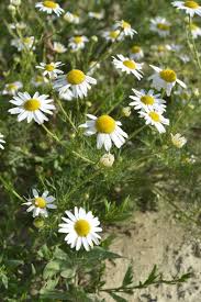 Attēlu rezultāti vaicājumam “Tripleurospermum inodorum leaf”