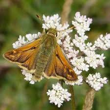 Attēlu rezultāti vaicājumam “Hesperia comma underside”
