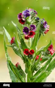 Attēlu rezultāti vaicājumam “Cynoglossum officinale leaf”