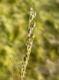 Attēlu rezultāti vaicājumam “Juncus squarrosus”