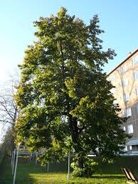 Attēlu rezultāti vaicājumam “Tilia x moltkei”