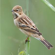 Image result for Emberiza pallasi