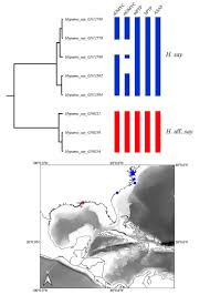 Image result for Hypanus say