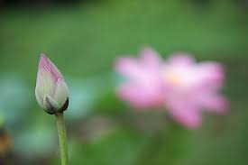 Attēlu rezultāti vaicājumam “Lotus sp. bud”